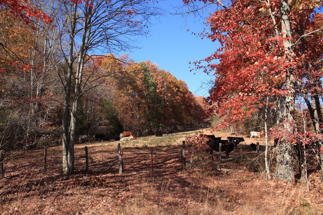 Cattle in a pasture during fall, when drought is an issue in Alabama.