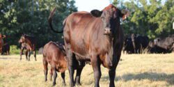 An angus-crossed cow standing in a pasture with her calf nursing.