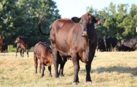 An angus-crossed cow standing in a pasture with her calf nursing.