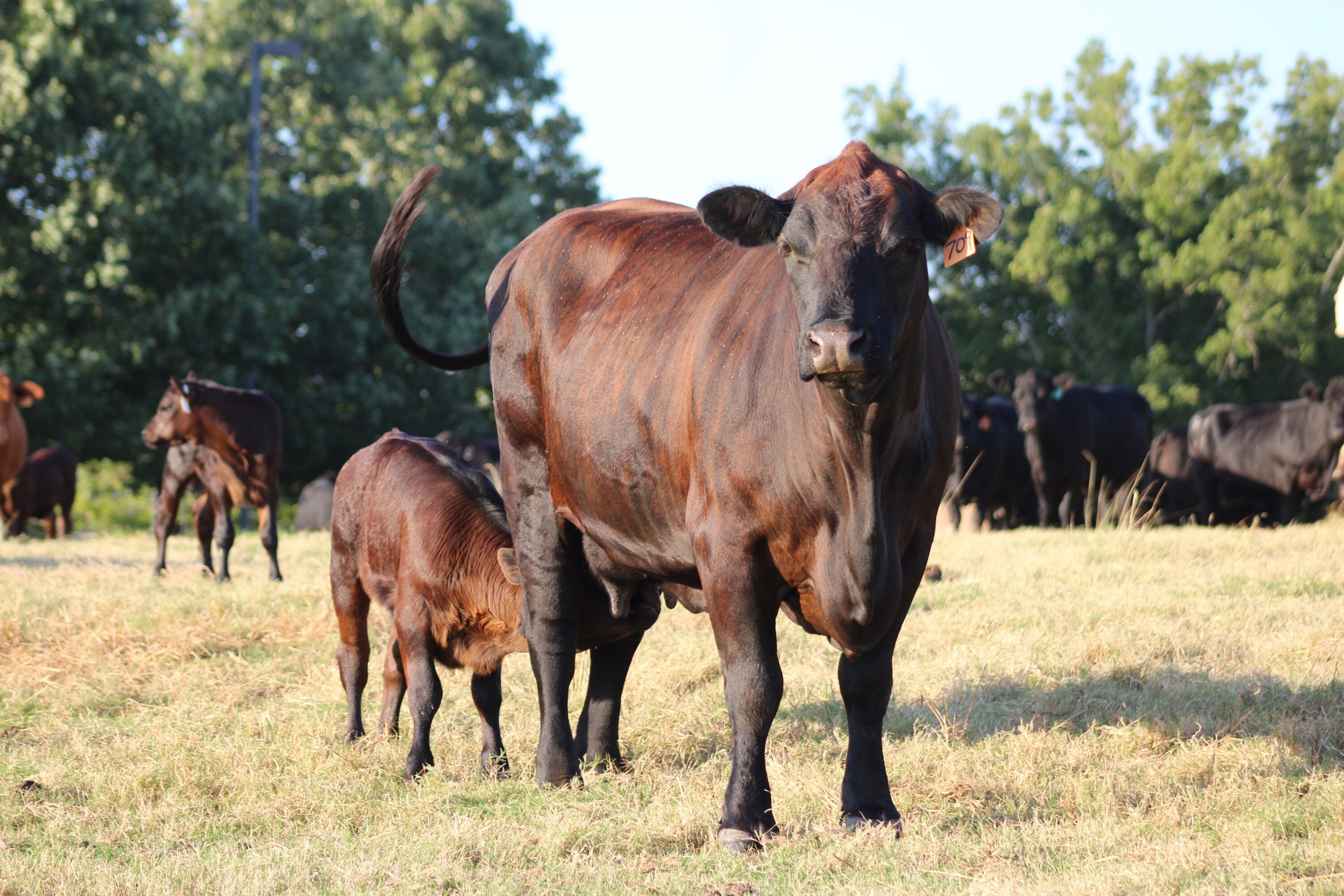 An angus-crossed cow standing in a pasture with her calf nursing.