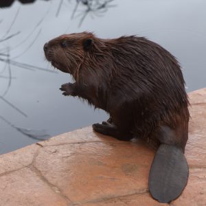 A North American beaver standing near a water's edge.