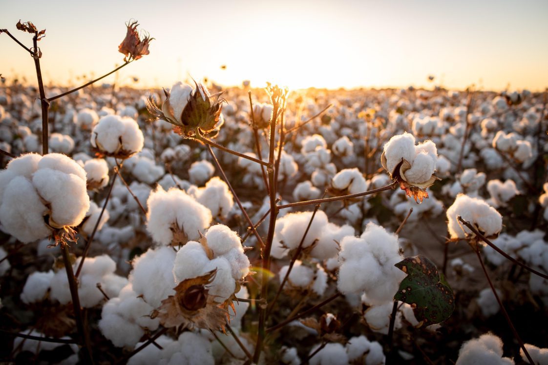 Close-up of defoliated cotton field at sunset.