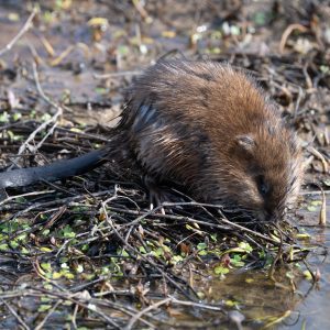 Muskrat feeding