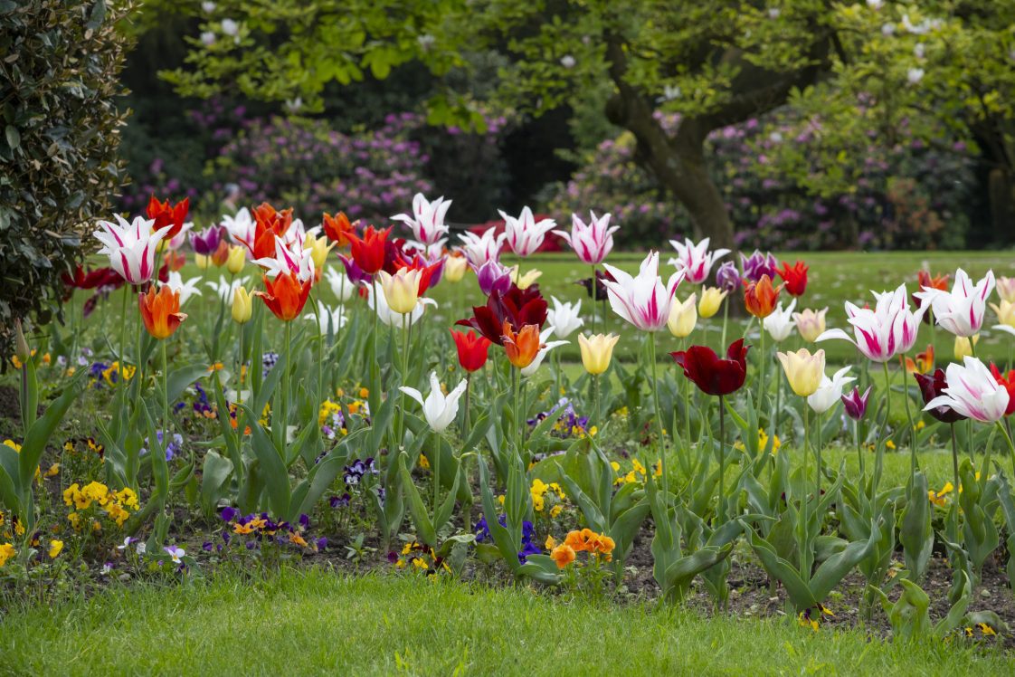 A mixture of different coloured Tulips in an English park in late spring