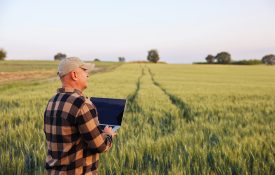 Farmer working with laptop in wheat field.