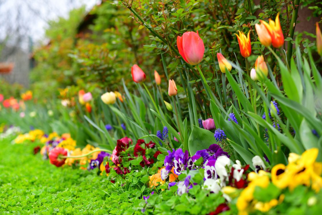 Blooming plants grown from bulbs, including tulips, along with multi-colored pansies, green ground cover and shrubs.