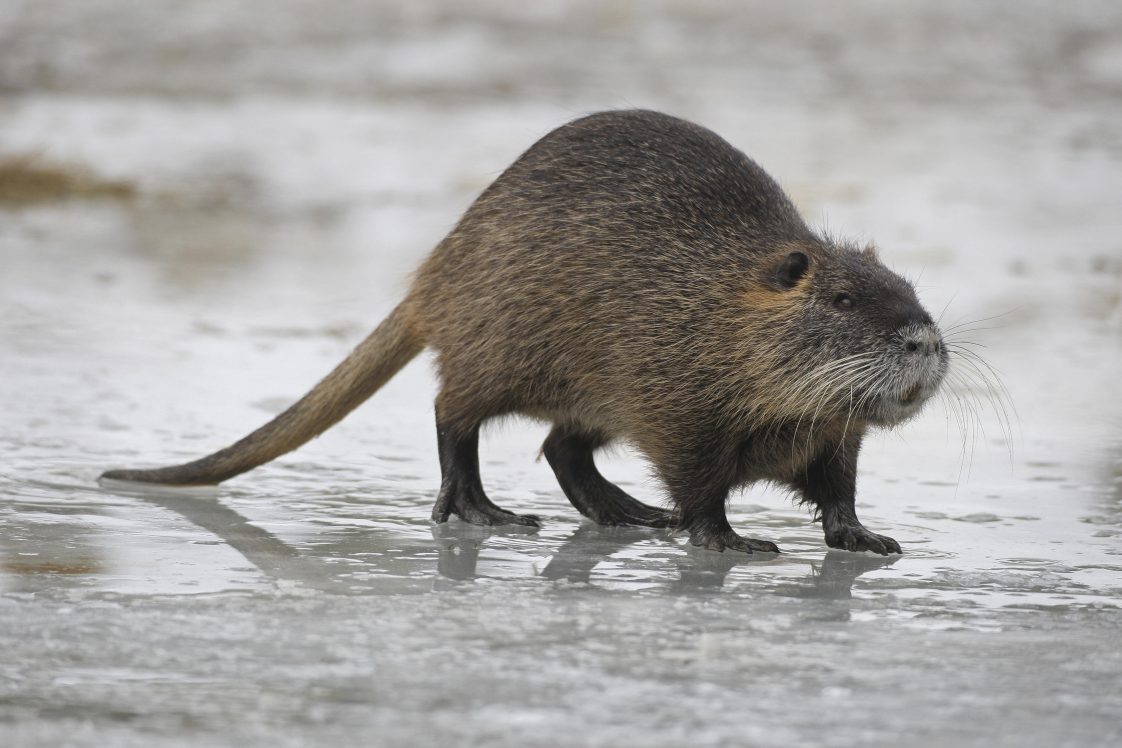 A nutria walking across a frozen body of water.