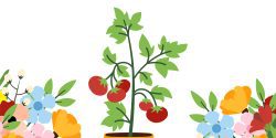 Illustrated, colorful flowers and a tomato plant on a white background.