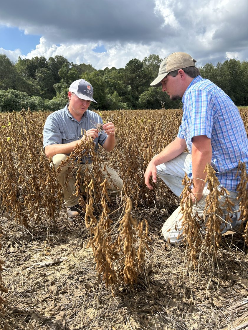 Agronomic Crops Agent Cade Grace of Alabama Extension at Auburn University examines root development on a soybean plant as he visits with Walker County farmer Payton Grace in his soybean field. Grace suggested Key do soil testing for higher yields.