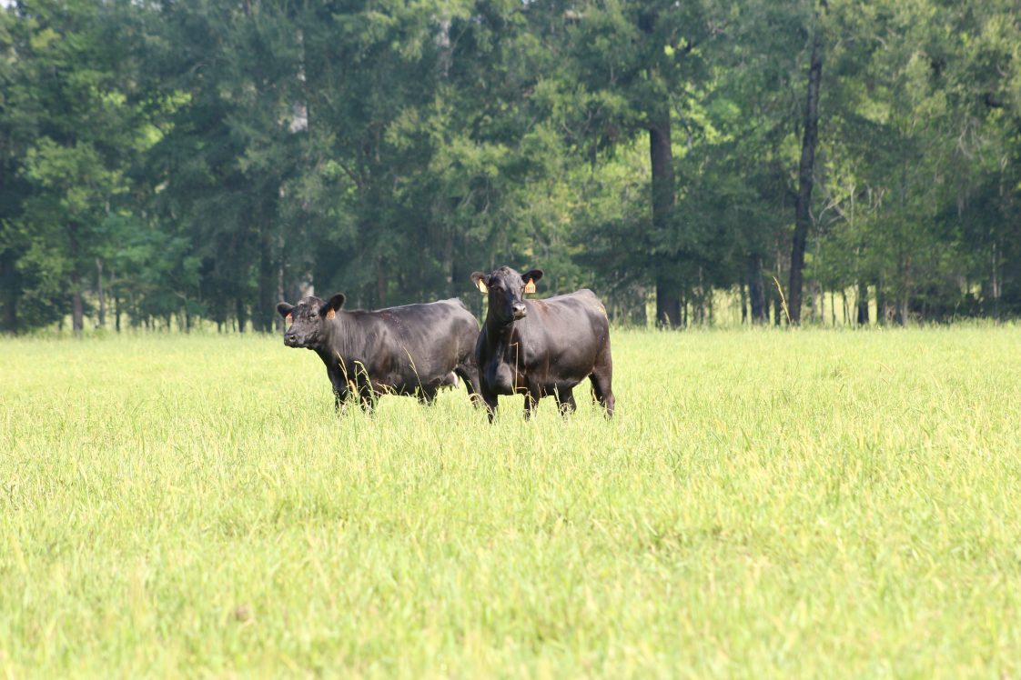 Cows eating bahiagrass.