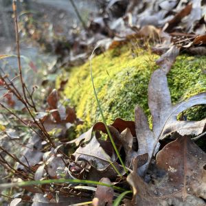 Leaves and Moss