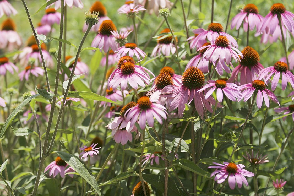 Purple Coneflower