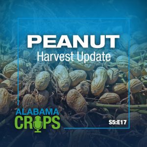 Season 5 Episode 17 Peanut Harvest Update
