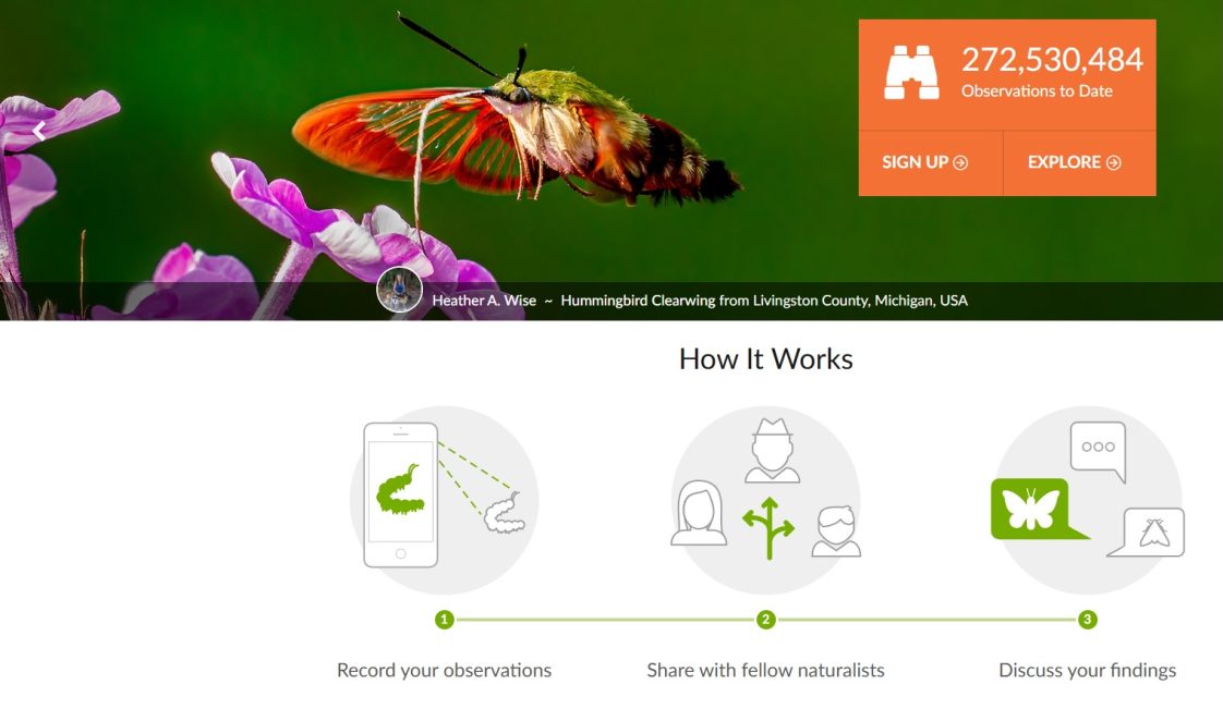 A screenshot of an inaturalist.org web page that shows a hummingbird.