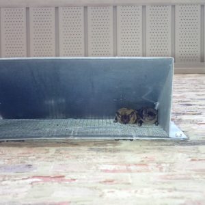 Figure 7. Bats under a home side vent. (Photo credit: @friel, iNaturalist.org)(CC-BY)