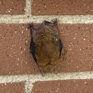Figure 8. Bat on a brick wall. (Photo credit: @featherenthusiast, iNaturalist.org)(CC-BY)