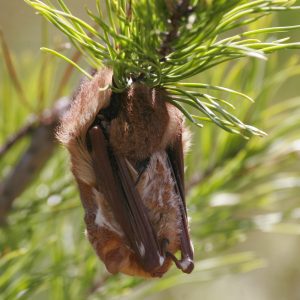 Figure 4. Eastern red bat (Lasiurus borealis) on pine tree. (Photo credit: @kodiakgarden, iNaturalist.org)(CC-BY)