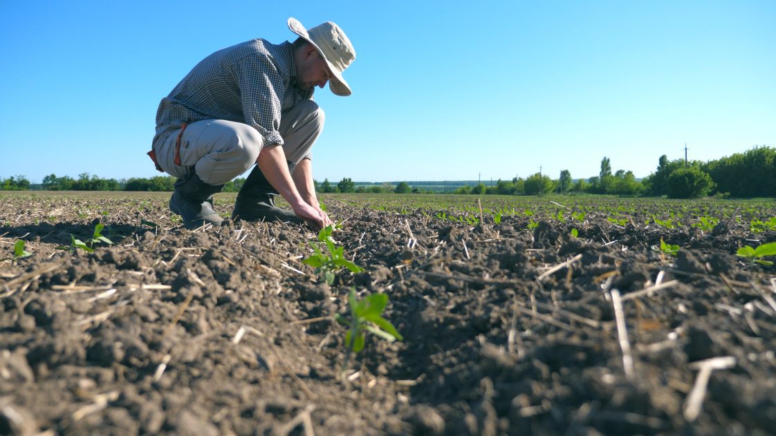 A younger man bent down looking at plants coming out of the ground in a row crop field.