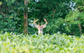The head of a white-tailed buck sticking out of the tops of soybean plants in a field during late summer.
