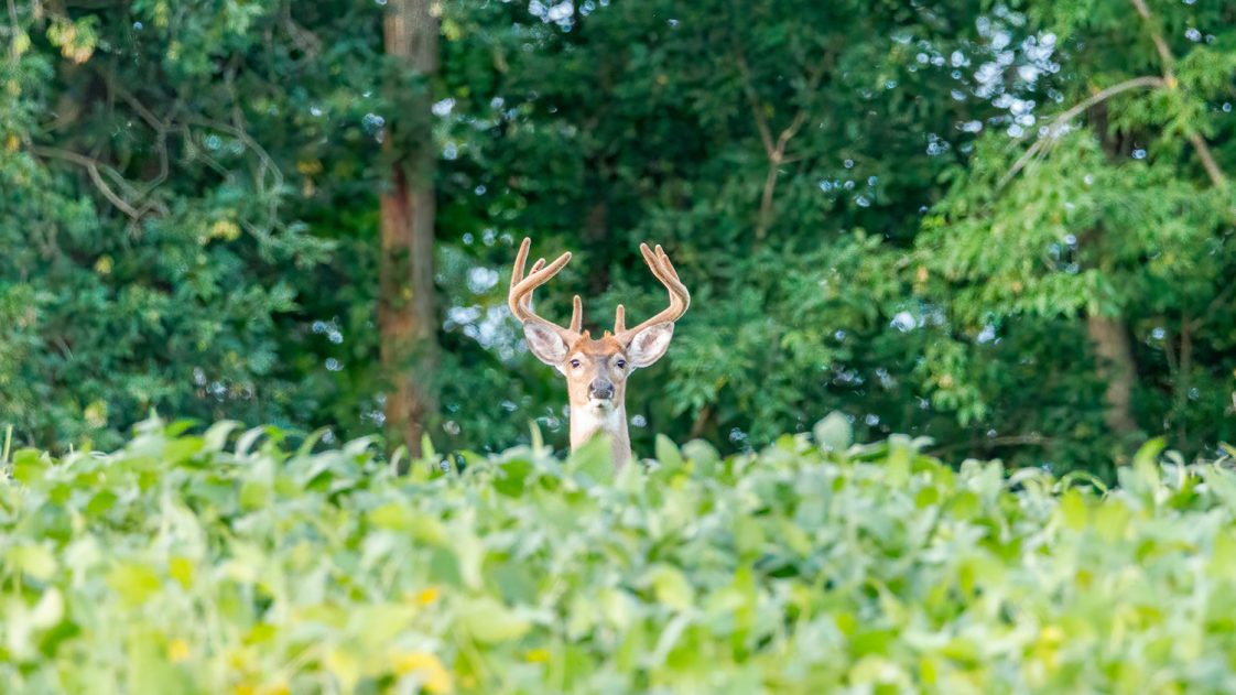 The head of a white-tailed buck sticking out of the tops of soybean plants in a field during late summer.