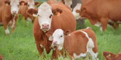 Simmental cattle grazing in a pasture.