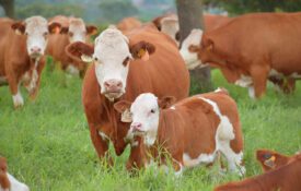 Simmental cattle grazing in a pasture.
