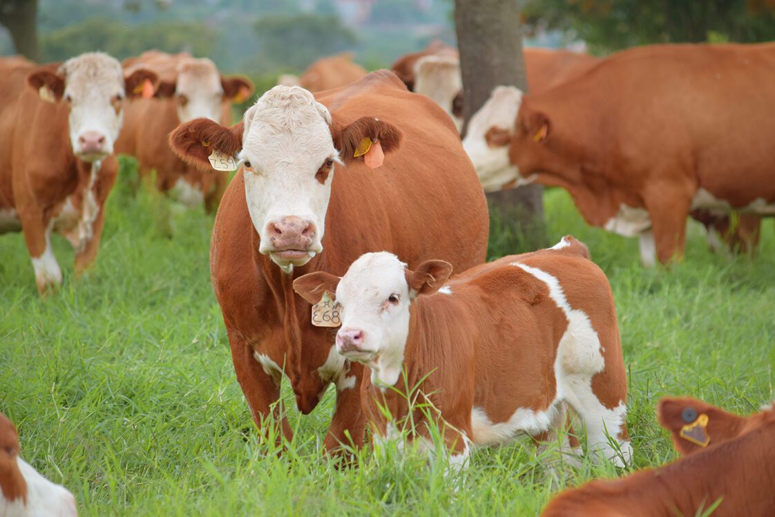 Simmental cattle grazing in a pasture.