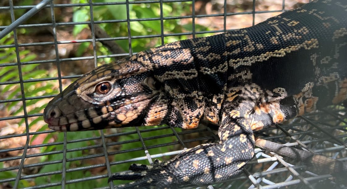 Argentine black and white tegus