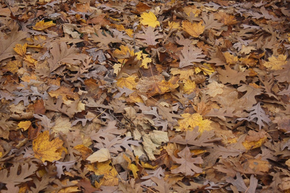 Leafy autumn forest floor.