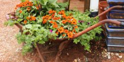 A floral arrangement growing in an old wheelbarrow.