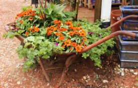A floral arrangement growing in an old wheelbarrow.
