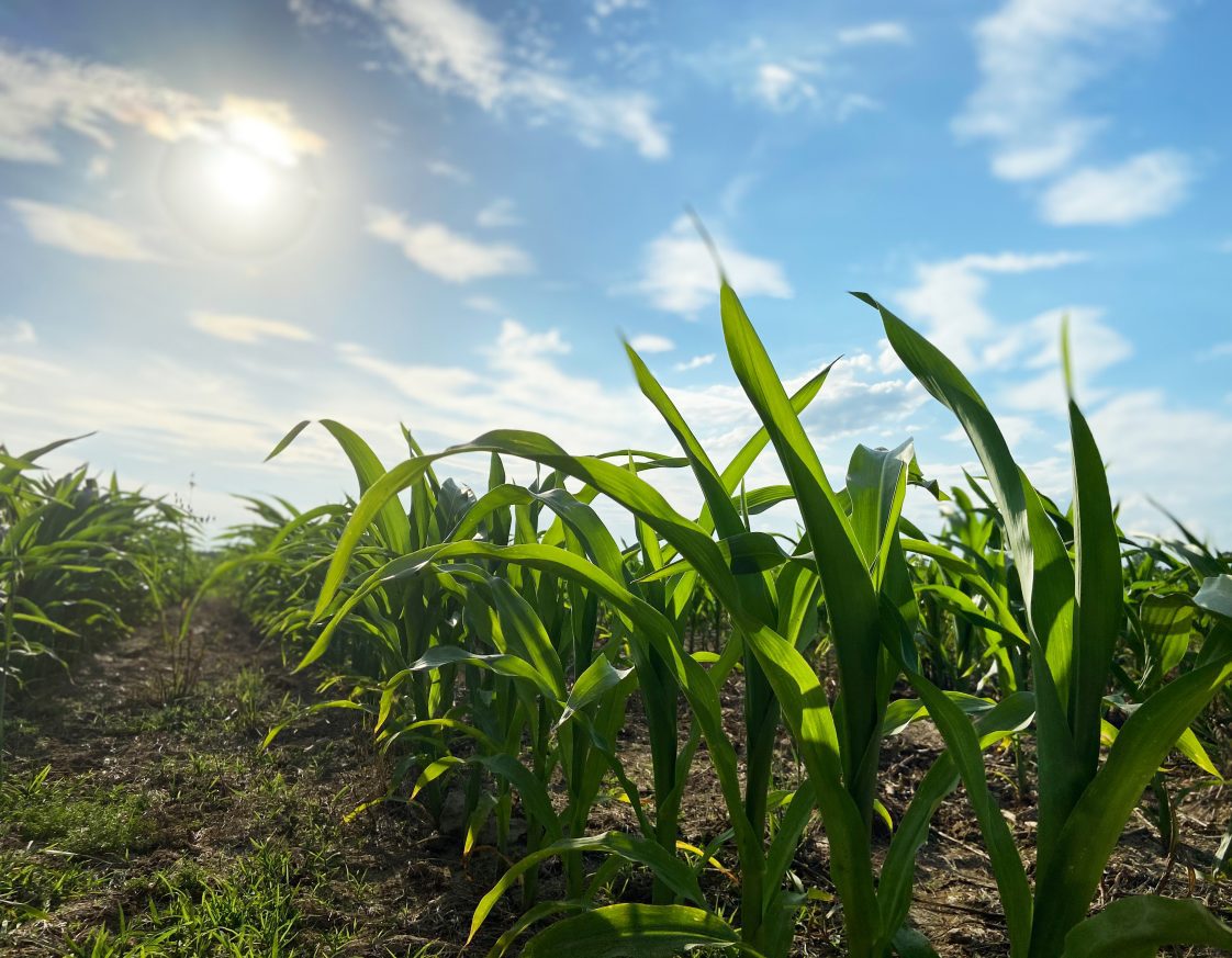 A field of corn.