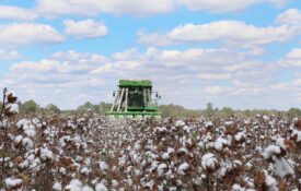 A cotton picker harvesting cotton in a field on a party sunny day.