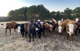 A pasture with Hereford cattle.