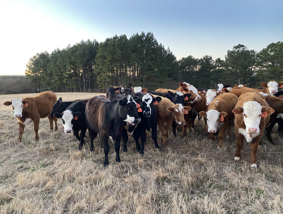 A pasture with Hereford cattle.