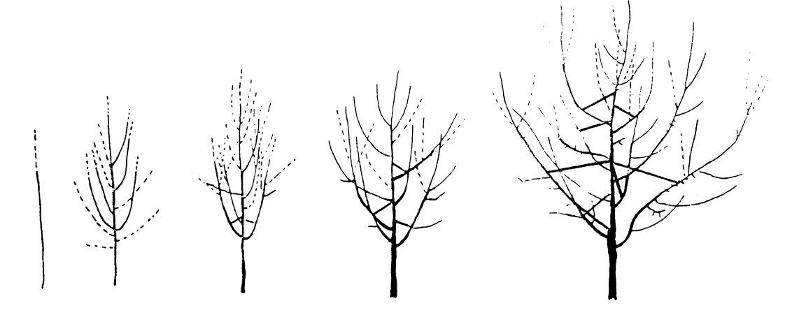 Figure 1. Central leader training system for apples and pears. Dotted linesrepresent branches that are removed. Source: Stebbins, R.L. 1980. Training and Pruning Apple and Pear Trees.