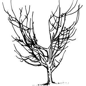 Figure 9. Same tree pruned. Note open center, heading back of branches, and plenty of fruiting wood.