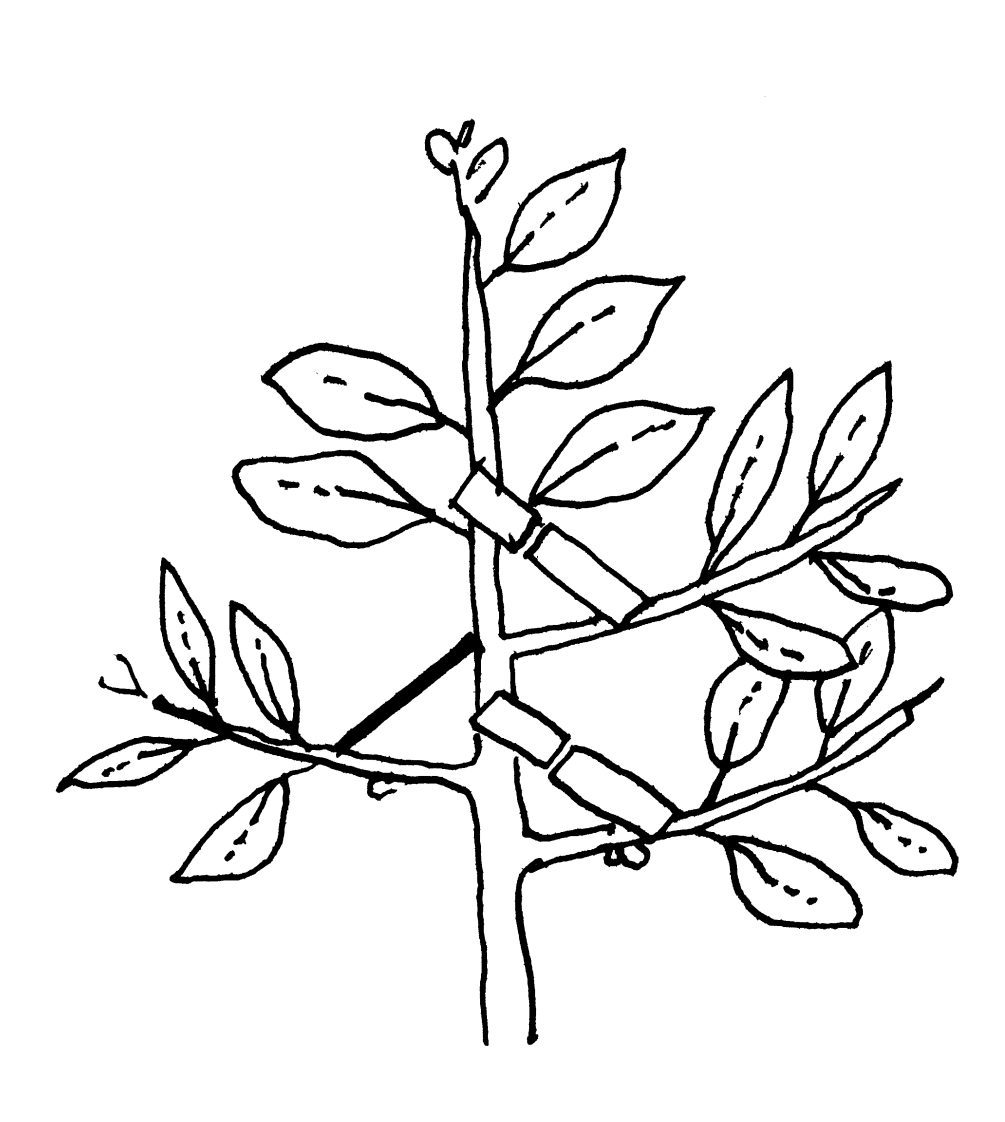 Figure 2. The small branches used to develop scaffolds must be trainedwhile very small and rapidly growing—when they are 3 to 4 inches long and about 1⁄8 inch in diameter. After 6 to 8 weeks, at the end of the initial training period, the shoots may have reached ¼ to ½ inch in diameter.