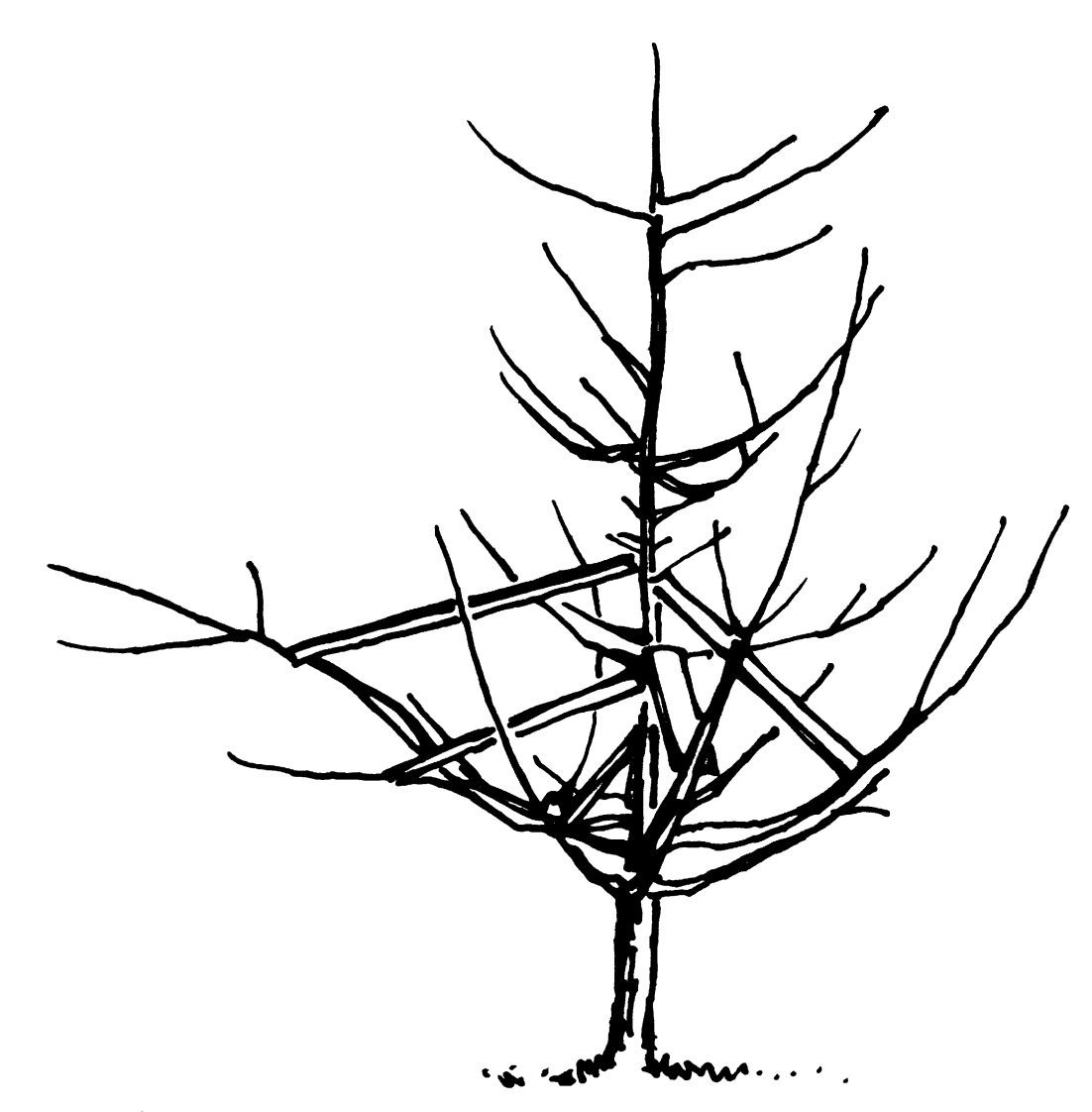 Figure 3. A bearing apple tree showing distribution of structural and fruitingbranches in three developing tiers.