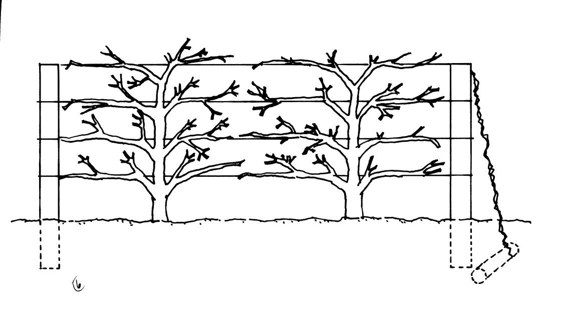 Figure 4. Four-wire apple trellis. End posts are usually 4 to 8 inches in diameter for short rows but may need to be 8 to 12 inches in diameter for very long rows. Line posts are usually 2 to 3 inches in diameter.