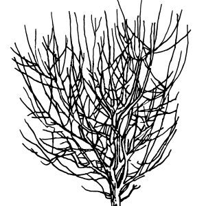 Figure 9. Bearing peach tree before pruning.