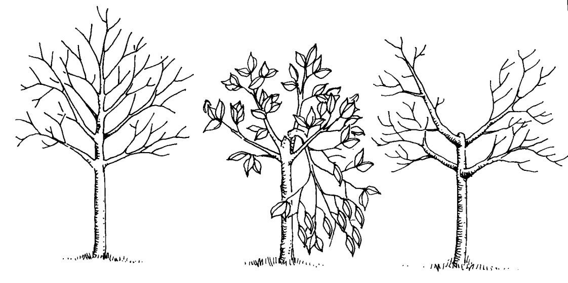 Figure 8 (A,B,C). Peach training sequence for scaffold development first growing season for open-center or quad tree form. A: Young tree in early summer of first season just before breaking or cutting developing central leader; B: Same tree shown in A after breaking over central leader; C: Same tree in A at end of first season with four well-developed scaffold branches.