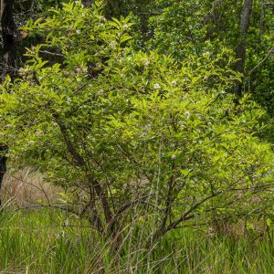 Figure 18. Buttonbush (Cephalanthus occidentalis).