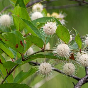 Figure 19. Buttonbush (Cephalanthus occidentalis).