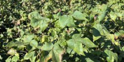 Leaves of cotton plant showing damage caused by cotton jassids.