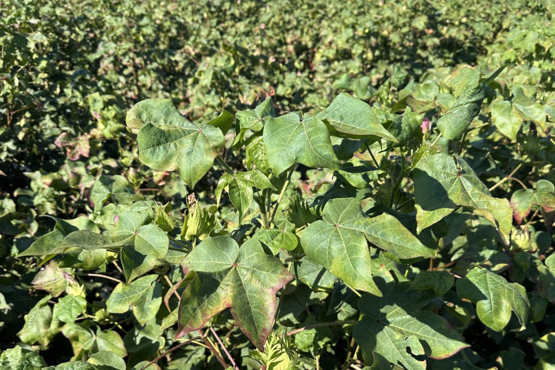 Leaves of cotton plant showing damage caused by cotton jassids.