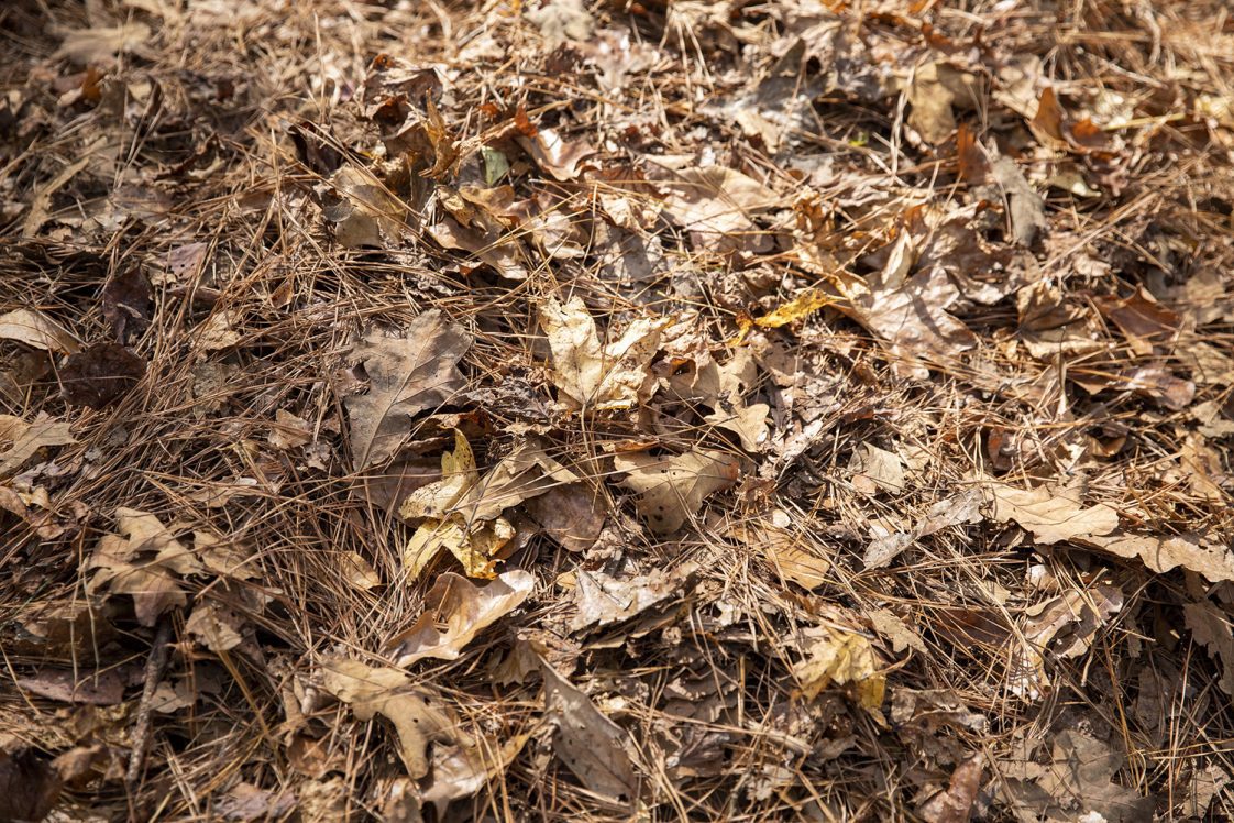 Dead leaves and pine straw lying in a yard