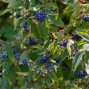 Figure 16. Silky Dogwood (Cornus amomum).