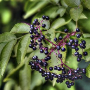 Figure 13. Elderberry (Sambucus canadensis).