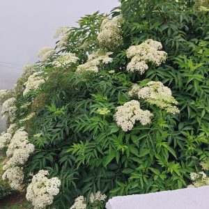 Figure 14. Elderberry (Sambucus canadensis).